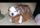 DOGS can be real pain in the neck for CATS – LAUGH with funny PET VIDEOS