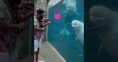 Beluga Whale Enjoys As Man Plays Violin For Them At the Aquarium