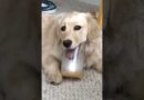 Hilarious Pup LOVES Peanut Butter… Maybe a Little Too Much! #Shorts