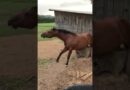 Horse Desperately Scratches Itch! #Shorts