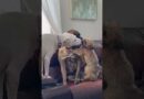 Two Puppies Takeover Big Dog with Flurry of Smooches!