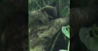 Baby Sloth Reunites with Mother!