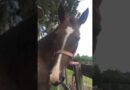 Funny Horse Freaks Out After Tasting Sugar Cube!