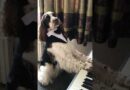 Prodigy Pup Plays The Piano