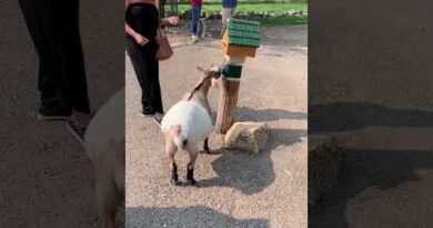 Helpful Goat Pays For Food!