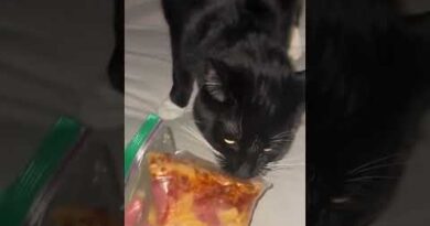 Cat Brings Pet Parent A Midnight Snack From Fridge