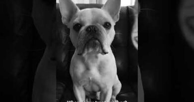 Dramatic French Bulldog Doesn’t Like Playtime