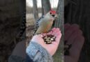 Adorable Woodpecker Eats Seeds From Hand!