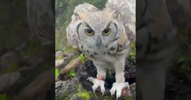 Happy Owl Hoots In Delight When He Sees Food!