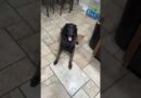 Incredible Breakdancing Dog!