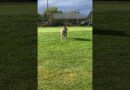 Coyote Steals Golf Ball on Course!